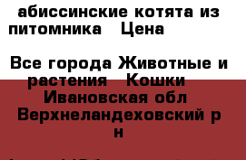 абиссинские котята из питомника › Цена ­ 15 000 - Все города Животные и растения » Кошки   . Ивановская обл.,Верхнеландеховский р-н